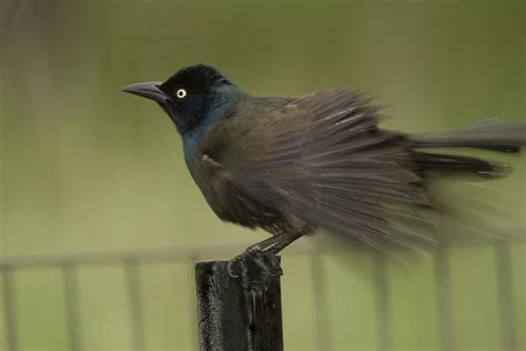 Common Grackle Owen Deutsch Photography