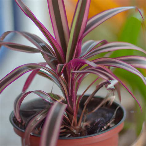 Como Cultivar A Dracena Vermelha Dicas Pr Ticas Para Um Resultado