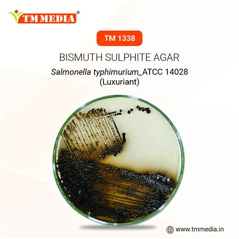 Bismuth Sulfite Agar