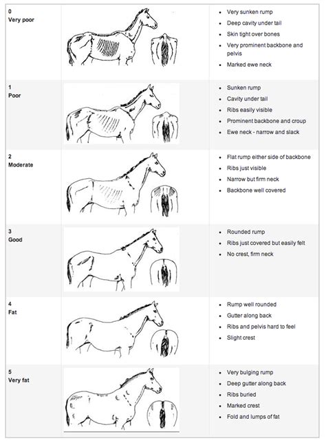 The Ins And Outs Of Body Condition Scoring Your Horse Nutri Knowledge