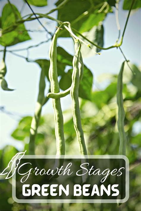 The Journey Of Green Beans 6 Green Bean Plant Stages In 2023 Green Bean Seeds Bean Plant