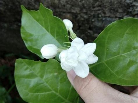 新手在養茉莉花的時候，應該注意這些 每日頭條