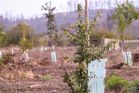 Chile celebra Día del Árbol destacando Programa de Arborización y