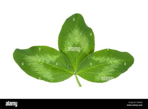 Alfalfa Plant Leaves