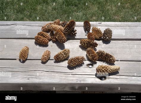 Pine Cones On Old Bench Stock Photo Alamy