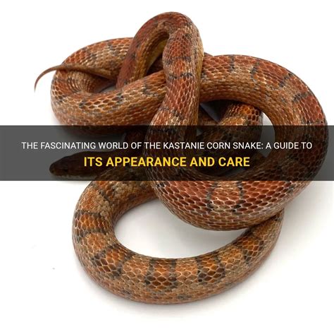 The Fascinating World Of The Kastanie Corn Snake A Guide To Its