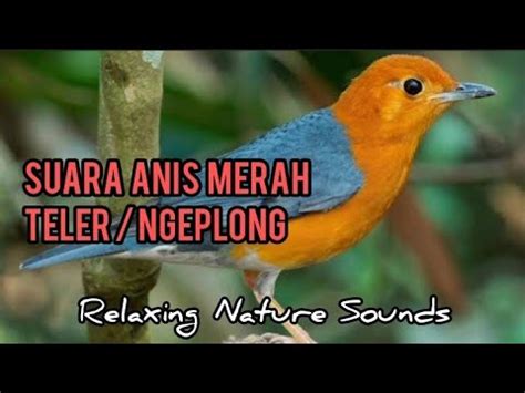 Suara Anis Merah Teler Ngeplong Youtube