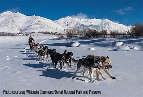 Dog Mushing, Alaska - Traveling Boy