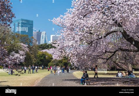 Japan, Tokyo City, Shinjuku District, Shinjuku Gyoen-Park, Cherry ...