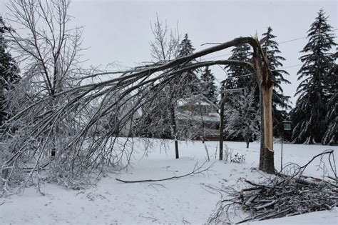 Anja's Photo Journal: Ice-Storm Damaged Trees