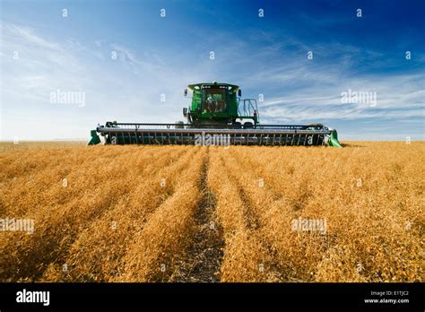 a combine harvests lentils near Congress, Saskatchewan, Canada Stock Photo: 69997426 - Alamy