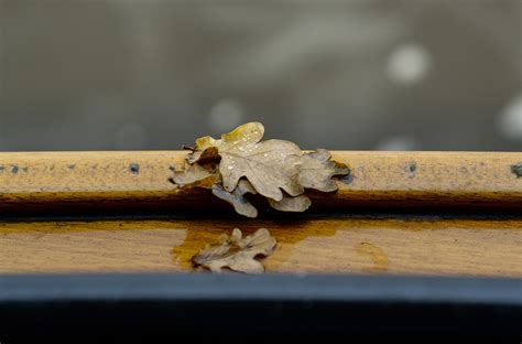 Wet Depth Of Field Closeup Wooden Surface Leaves Photography