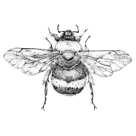 Flying Bee Drawing at GetDrawings | Free download