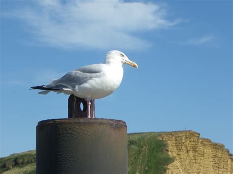Seagull Perch Kelvin Peach Photography