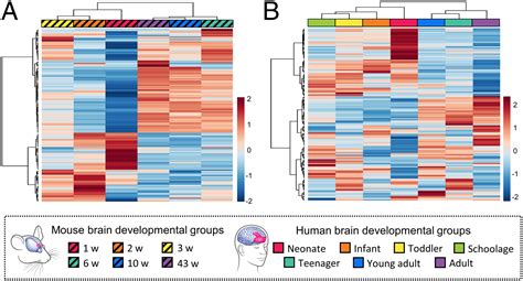 Spatial And Temporal Diversity Of Glycome Expression In Mammalian Brain