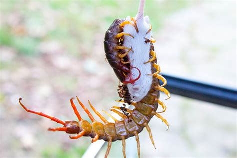 Giant Centipede Eating Bat