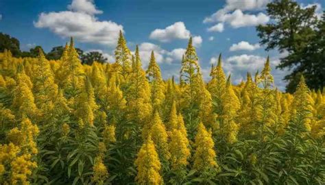 Kentucky State Flower: Goldenrod, Meaning and Symbolism