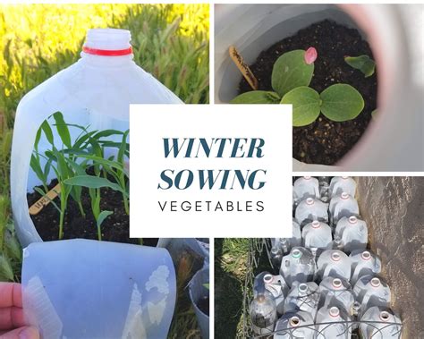 Winter Sowing A Vegetable Garden