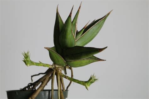 Photo Of The Emerging Growth Of Sansevieria Dracaena Pinguicula