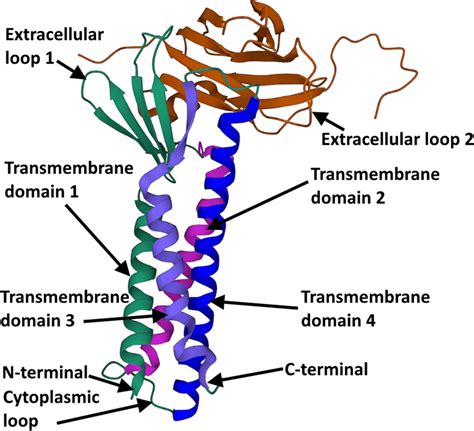 The Crystal Structure Of The Human Claudin4 Gives The Basic