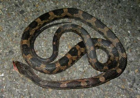 Western Ratsnake From St James Parish La Usa On May By David