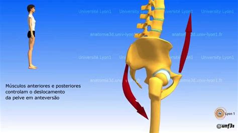 O Posicionamento Da Pelve A Articula O Lombosacral Youtube