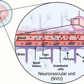 The Neurovascular Unit NVU Consists Of Brain Endothelial Cells And