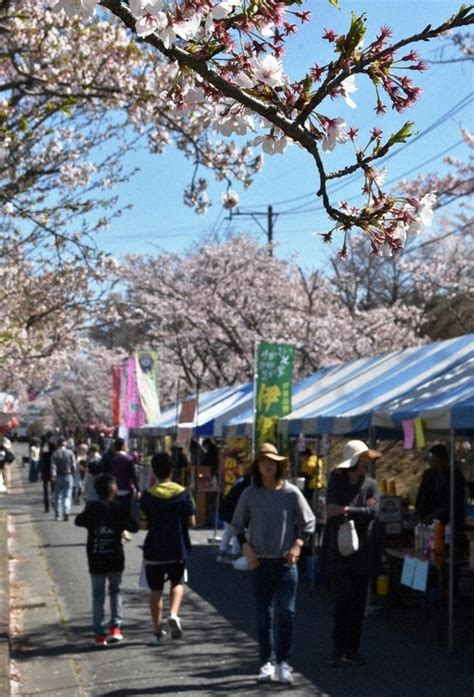 「名張桜まつり」4年ぶり開催へ 模擬店や舞台など 協賛でぼんぼり名入れも 来年3月20日から ／三重 毎日新聞