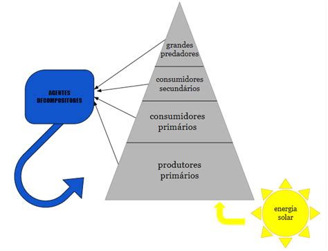 Fluxo De Energia Rela O Entre Energia E Ecossistema