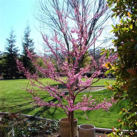 Western Redbud Tree | Redbud tree, Cottage garden borders, Invasive plants