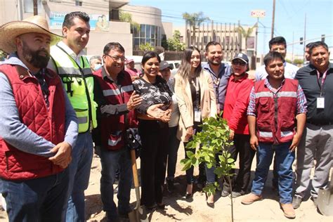 Reforestan Rea En Otay Centenario