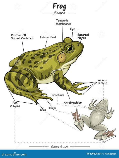 Parts Of Frog Or Exertnal Anatomy Of Frog Stock Vector Illustration