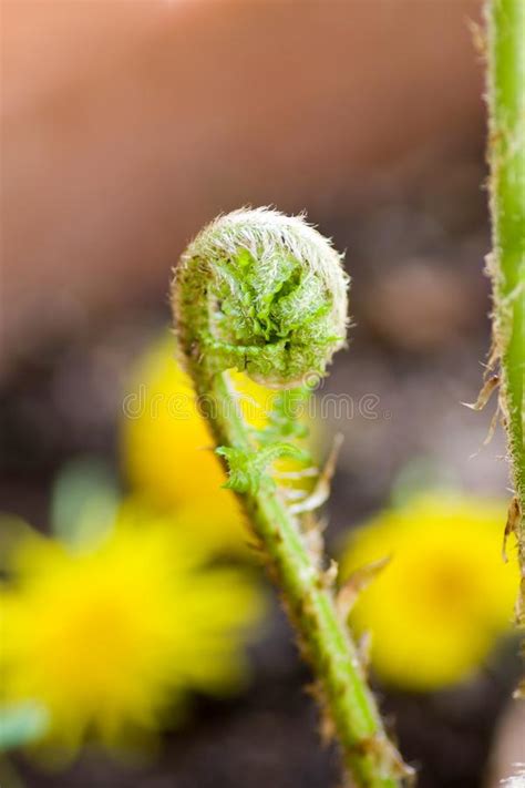 蕨新芽 库存照片 图片 包括有 玻色子 绿叶 自然 特写镜头 诞生 森林 植物群 宏指令 68419704