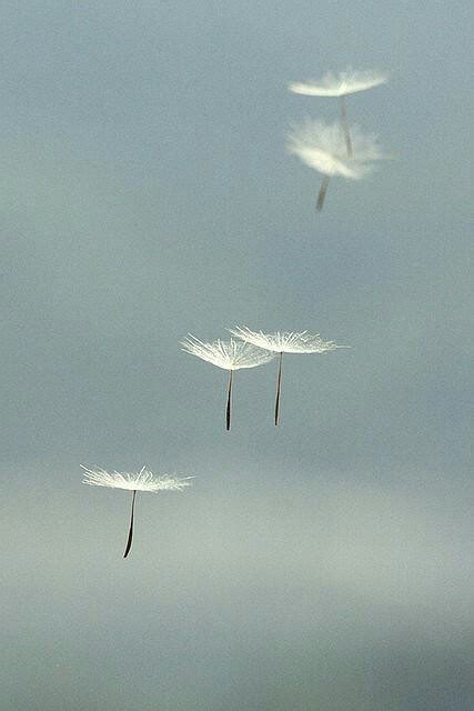 Dandelion Blowing In The Wind Wallpaper