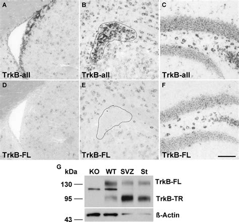 Expression Of Trkb Isoforms In The Adult Mouse Svz A C In Situ