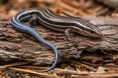 Southeastern Five-lined Skink – Reptiles and Amphibians of Mississippi