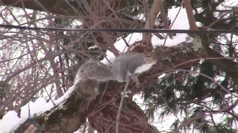 Squirrels Offer High Wire Act [viewer Video] Youtube