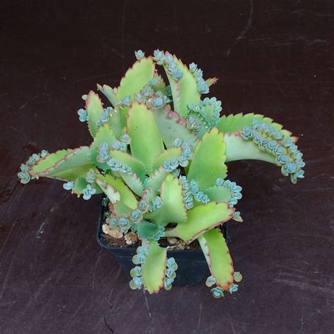 Kalanchoe Laetivirens Mother Of Thousands Plantes