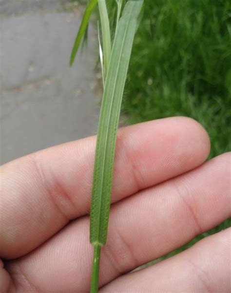 Bromus Sterilis