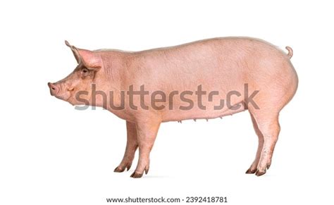 Pig Side View Photos, Images & Pictures | Shutterstock