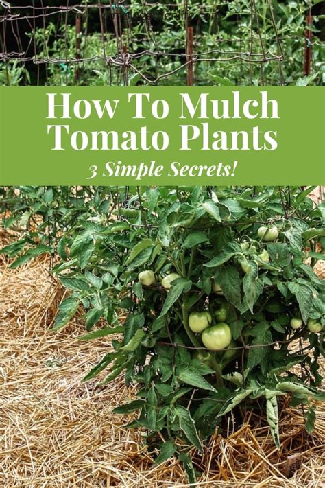 Secrets To Mulching Tomato Plants In Mulch Tomato Plants Plants