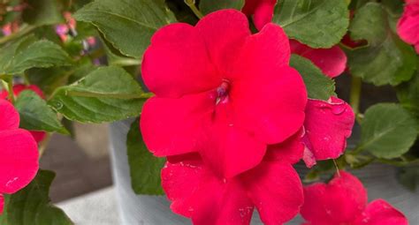 Impatiens Beacon Lipstick