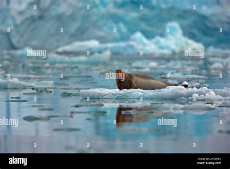 Big Walrus lying on a glacier the snowy habitat in Svalbard on a cold ...