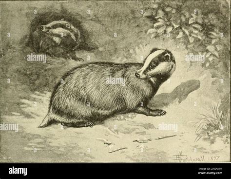 Badger baiting hi-res stock photography and images - Alamy