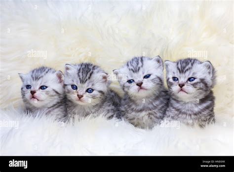 Nest with british shorthair silver tabby kittens in a row Stock Photo
