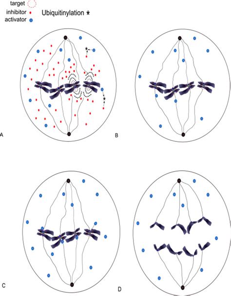 A Schematic View Of The Spindle Assembly Checkpoint And Anaphase