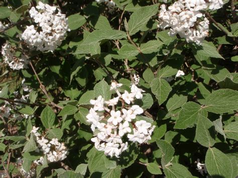 Viburnum X Juddii Judd Viburnum North Carolina Extension Gardener