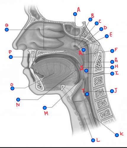 Gross Anatomy II Figure 8 201a Flashcards Quizlet