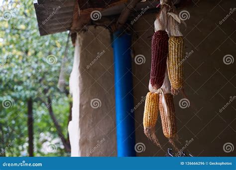 As Espigas De Milho Secadas Maduras Que Penduram No Celeiro Velho Rope