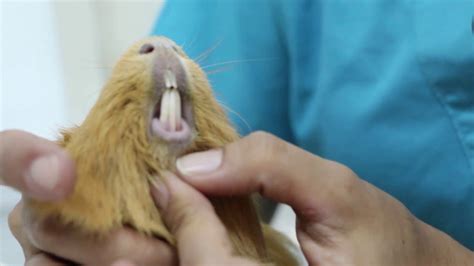 A Guinea Pig Becomes Thinner And Thinner Big Swelling On The Lower